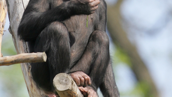Szympansica  z warszawskiego zoo znów maluje na rzecz ratowania goryli i szympansów