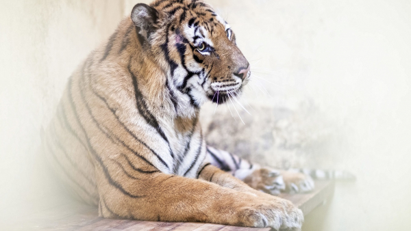 Milion złotych dla uratowanych tygrysów