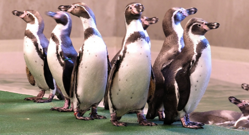 Pracownicy Sea Life London Aquarium puszczają pingwinom świąteczne filmy