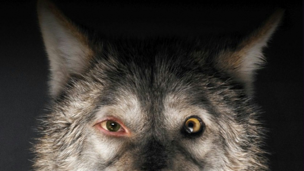 Agnieszka Holland pokazała "Pokot" na festiwalu w Berlinie