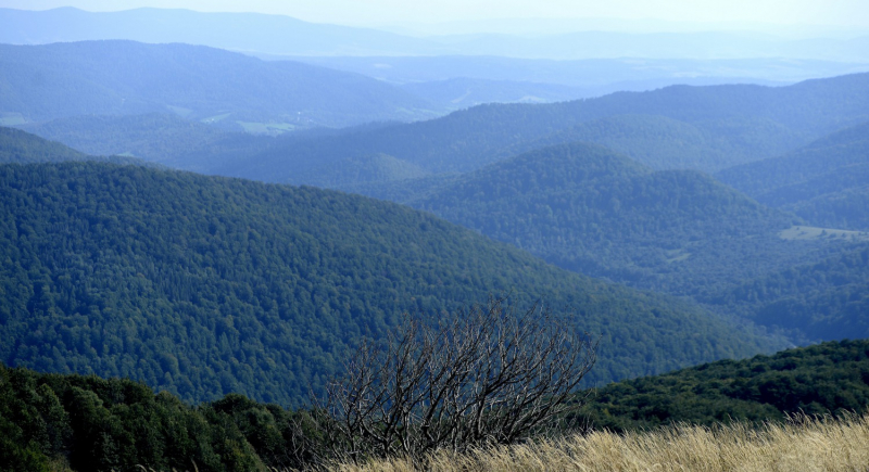 Bukowe lasy Bieszczad trafiły na listę Światowego Dziedzictwa Przyrodniczego UNESCO