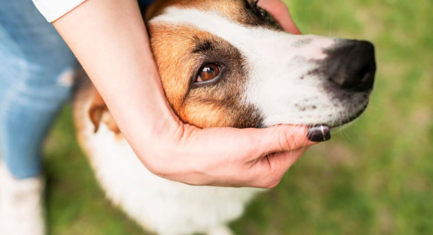 Choroby przenoszone przez kleszcze u psów – objawy, których nie wolno bagatelizować