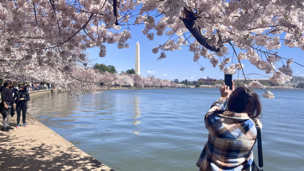 Waszyngton tonie w różowych i białych kwiatkach - rozpoczął się Festiwal Kwitnącej Wiśni