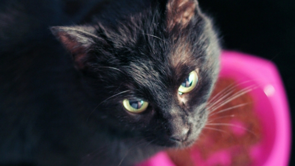 Absurd w sieci. Mruczenie kota narusza prawa autorskie