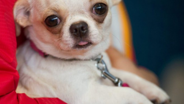 Pandemię łatwiej przetrwają właściciele zwierząt. Ich obecność łagodzi stres