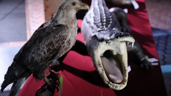 Do Polski wracają eksponaty zagrabione w czasie II wojny światowej. Trafią do Muzeum i Instytutu Zoologii PAN