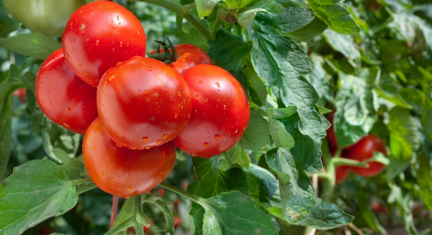 Jak nawozić pomidory, by zdrowo rosły i dobrze owocowały. Sekrety udanego nawożenia pomidorów