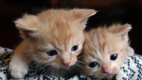 Dzień Kota: Wielu znanych ludzi miało lub ma kota - często niejednego