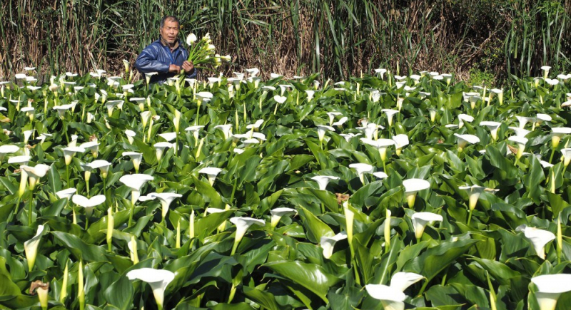 W Tajpej znajduje się pierwszy na świecie cichy park w mieście