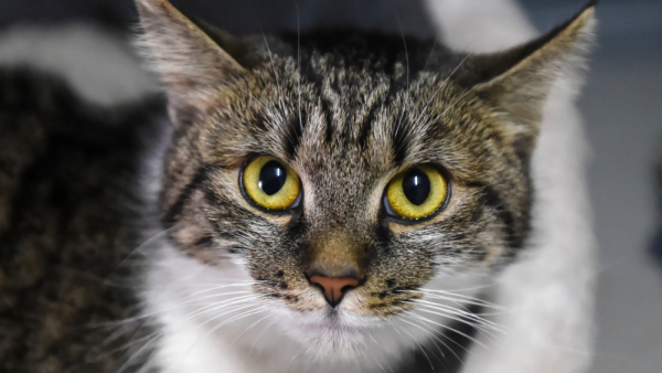 Naukowcy sprawdzili, czy rzeczywiście koty są mniej lojalne niż psy