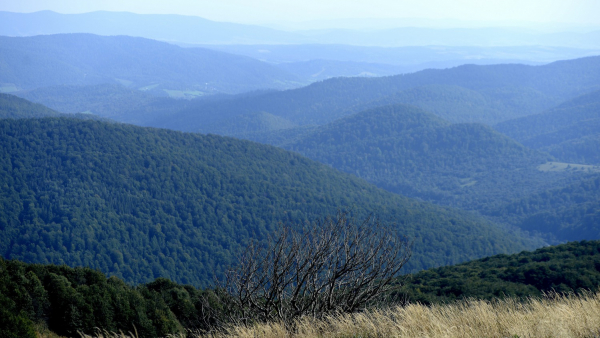 Bukowe lasy Bieszczad trafiły na listę Światowego Dziedzictwa Przyrodniczego UNESCO