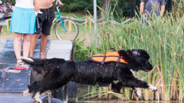 Psi test na ratownika czy strażaka