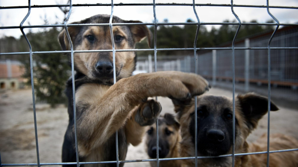 Zwierzątko - zły pomysł na prezent pod choinkę