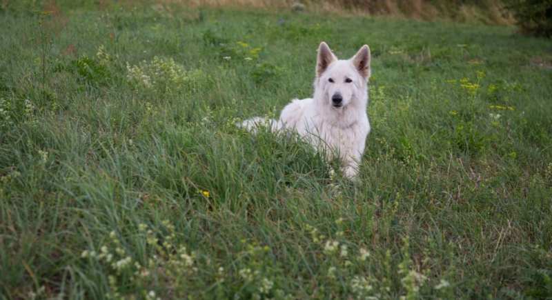 Czy psy mogą wykrywać osoby zarażone Covid-19?