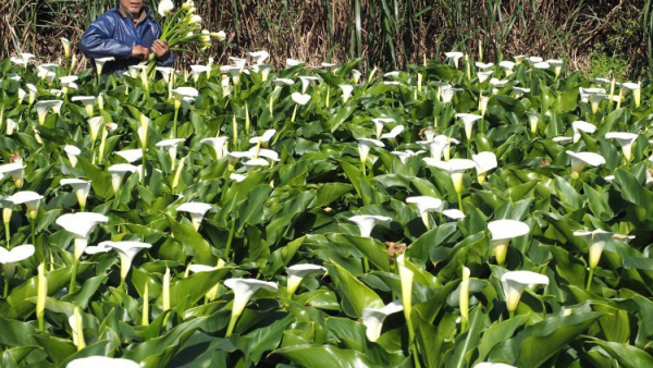 W Tajpej znajduje się pierwszy na świecie cichy park w mieście