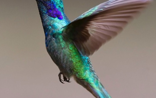 W Krakowie rozdano tysiąc budek lęgowych dla ptaków z okazji Walentynek