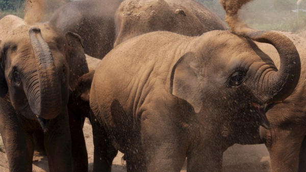 Nocleg pod gwiazdami w towarzystwie słoni