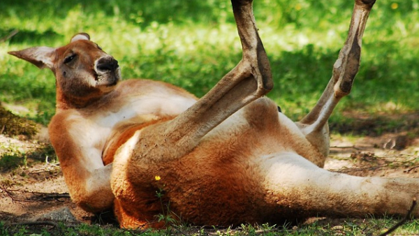 Zobaczyć Australię i umrzeć...