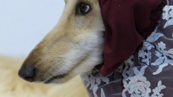 Rosyjski chart z Ameryki został gwiazdą internetu. Fanów zauroczył jego pysk