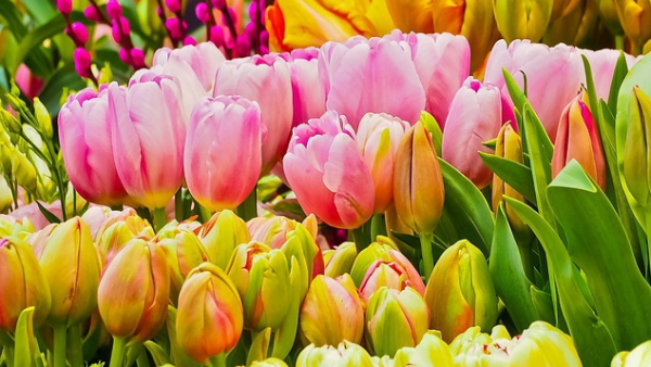 Festiwal kwiatów powita wiosnę w Nowym Jorku