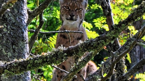 Ryś w Tatrach na wyciągnięcie ręki! 
