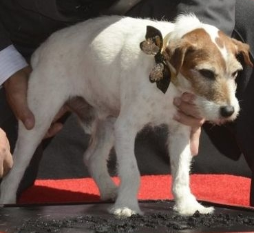 Pies Uggie z filmu "Artysta" zostawił odciski swych łap w Hollywood