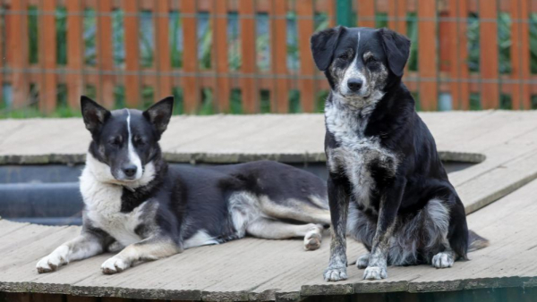 Schroniska dla zwierząt są zamknięte, ale w niektórych można dokonać adopcji