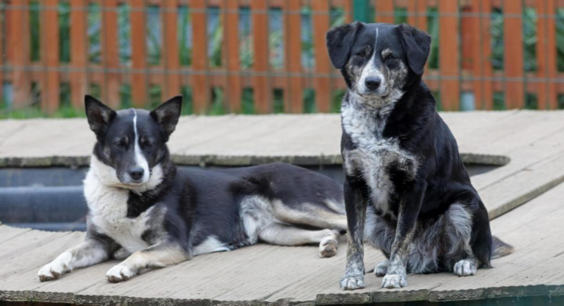 Schroniska dla zwierząt są zamknięte, ale w niektórych można dokonać adopcji