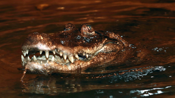 Pół wieku temu odbyła się premiera „Hydrozagadki” – pierwszego polskiego filmu kampowego