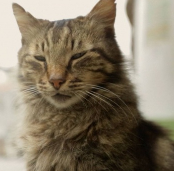 Słynne miasto z perspektywy futrzaków. "Kedi - sekretne życie kotów" wkrótce w kinach