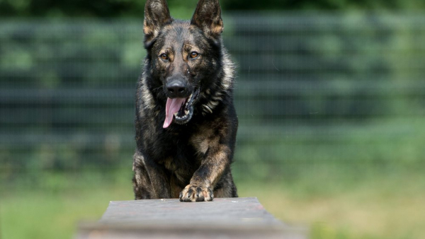 Specjalnie szkolone psy rozpoznają zarażonych koronawirusem lepiej niż testy