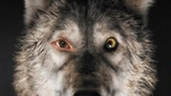 Polskie filmy powalczą o Europejskie Nagrody Filmowe - europejskie Oscary