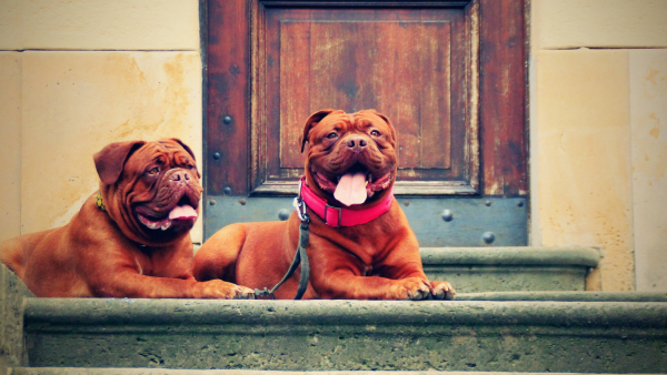 Z psem ku kulturze. Czworonogi mogą wchodzić do łódzkich instytucji kultury